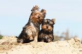 YORKSHIRE TERRIER 022